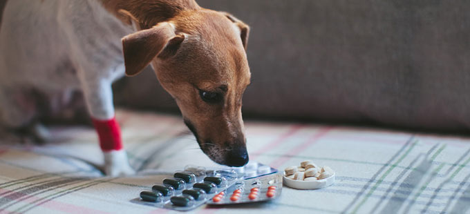 Hund schnuppert an Tabletten